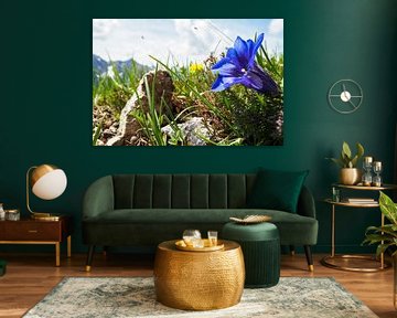 Fleurs des Alpes - des photos de nature colorées prises en montagne. Acheter maintenant une peinture murale ou une toile et découvrir la diversité des fleurs alpines. sur Miriam Schwarzfischer Fotografie