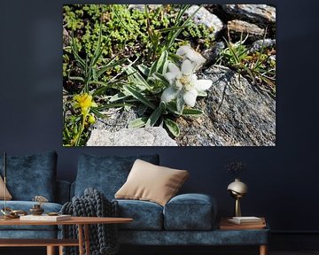 Fleurs des Alpes - des photos de nature colorées prises en montagne. Acheter maintenant une peinture murale ou une toile et découvrir la diversité des fleurs alpines. sur Miriam Schwarzfischer Fotografie