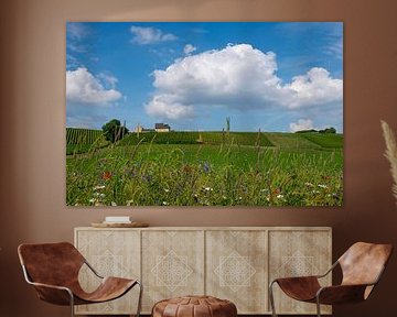 Weinberge Apostelhoeve, Süd-Limburg von Paula Ketz