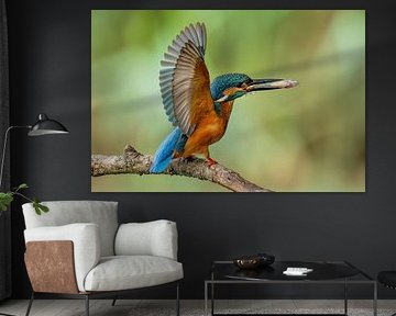 Eisvogel mit Fisch von Paula Ketz