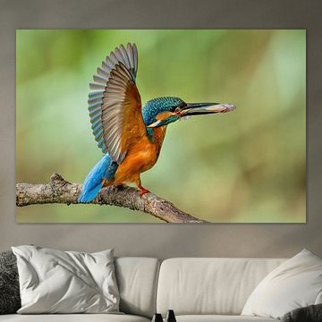 Kingfisher with fish