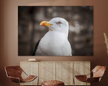 Portrait de mouette au regard intense