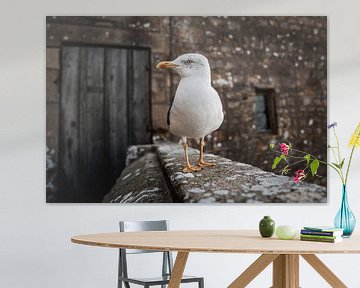Goéland au bord de la ville avec un mur historique
