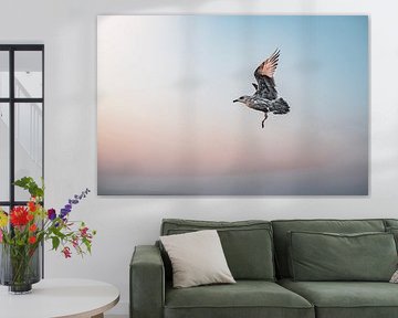 Mouette en vol dans le ciel doux du soir