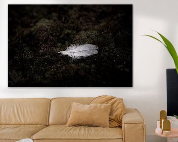 Plume tombée sur la mousse dans le silence sombre