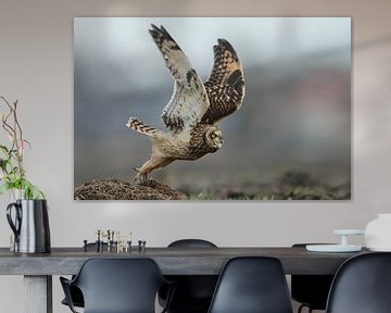 Short eared owl sur Menno Schaefer