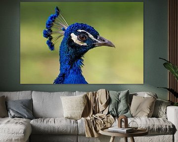 Portret van een pauw van Paula Ketz