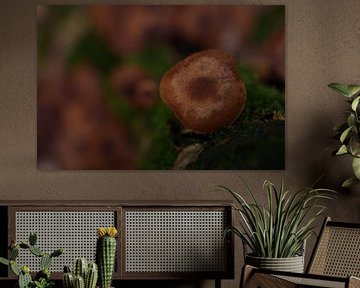 Champignon brun foncé - Armillaria Art