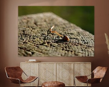 Tête de chauve en pleine gloire sur du vieux bois