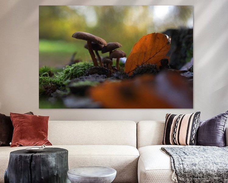 Aperçu de la chambre