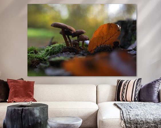 Aperçu de la chambre