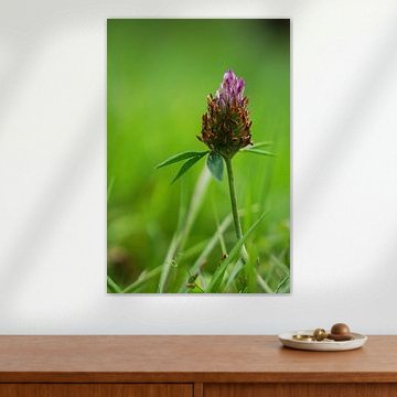 Bloei & Overgang van Surreal Media