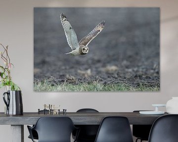 Short eared owl sur Menno Schaefer