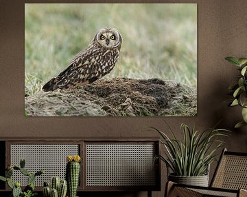 Short eared owl by Menno Schaefer