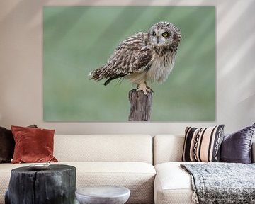 Hibou des marais sur un poteau sur Menno Schaefer