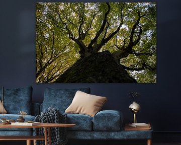 Krone aus Licht und Zweigen