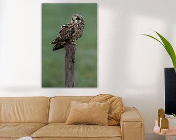 Short eared owl by Menno Schaefer