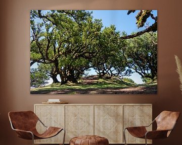 Het Mystieke Fanal Forest op Madeira