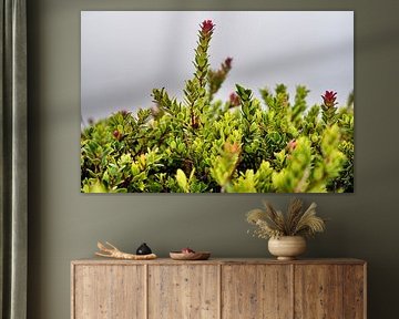 Zarte Natur, die aus der verschleierten Luft des Kawah Ijen auftaucht von Frank Photos