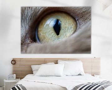 Gros plan Macro œil de chat