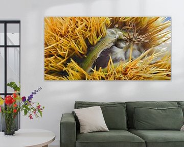 Châtaigne trop mûre