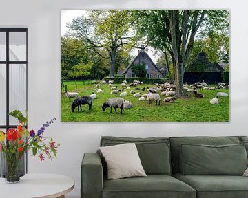 Schafherde in Orvelte (Drenthe)