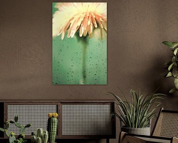 parapkuie sur fantasina