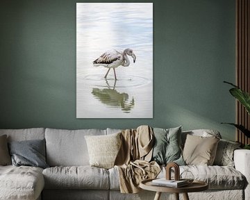 Jeune flamant au bord de l'eau sur Paula Ketz