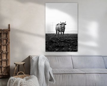 Black-and-white cow by Jim Plaum
