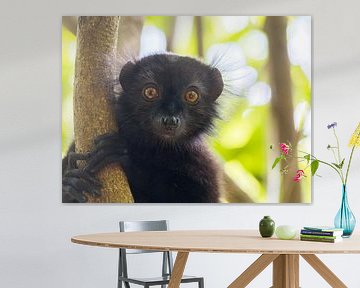 Curieux lémurien sur thomas van puymbroeck