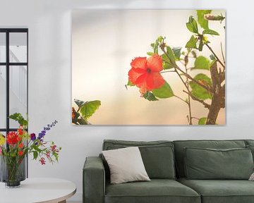 une fleur dans la forêt tropicale par nosy be