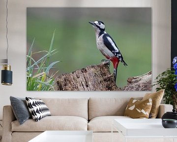 Great Spotted Woodpecker