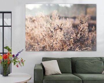 Reif auf der Oirschotse Heide