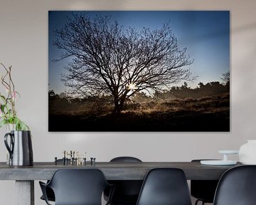 Die Morgensonne auf der Oirschotse Heide