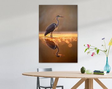 Héron cendré (Ardea cinerea)