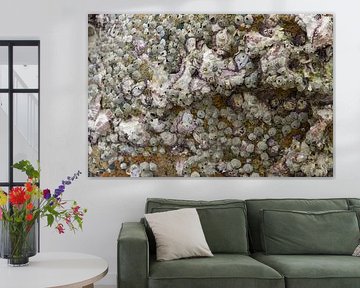 Close-up of barnacles and mussel shells