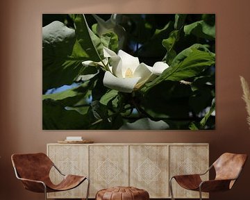 Großblättrige Magnolie