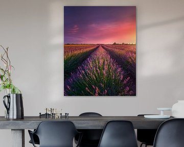 Feld mit Lavendelblüten in der Toskana von Stefano Orazzini