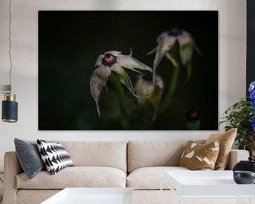 Hagebuttenknospe von einer Gartenrose, noch nicht reif, an einem trüben Novembertag von Maren Winter