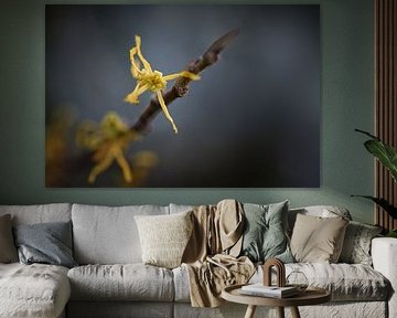 Witch hazel blossom (Hamamelis) glowing yellow on a bare branch  by Maren Winter