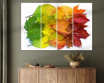 Les feuilles d'automne changent de couleur, passant du vert au jaune, o