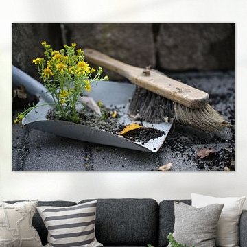 Small yellow flowering plant growing in the dirt of dustpan and 