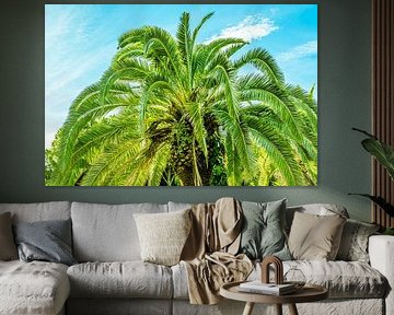 Palmier dattier sur Dieter Walther