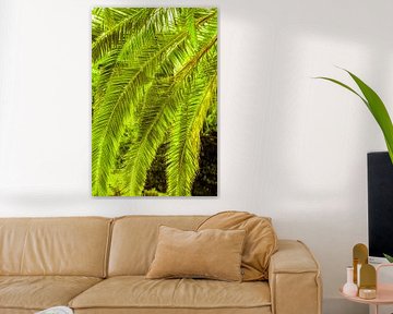 Feuilles de palmier sur Dieter Walther