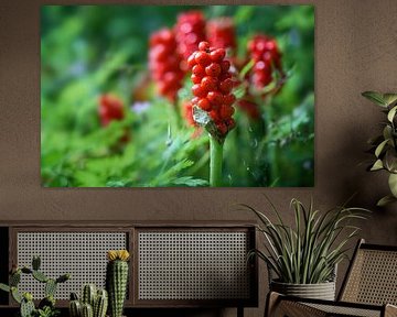 Fruits de l'Arum (Arum maculatum) avec des grappes de baies rouges, po
