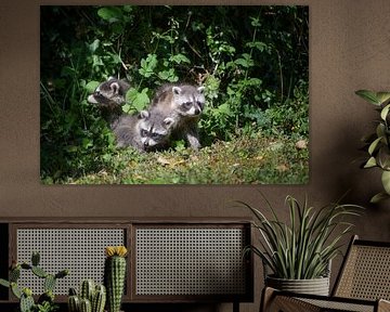 Three curious young raccoons cautiously explore the surroundings by Maren Winter