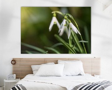 Blühende Schneeglöckchen (Galanthus) vor einer dunkelgrünen unscharfen von Maren Winter