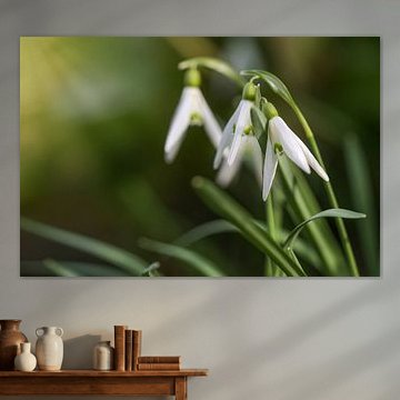Blühende Schneeglöckchen (Galanthus) vor einer dunkelgrünen unscharfen