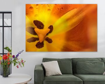 Inside a tulip flower with orange petals, pistil and stamen, mac by Maren Winter