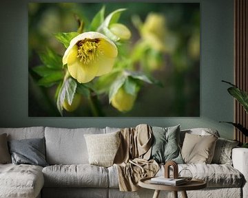 Blüte der Christrose oder Schwarzen Nieswurz (Helleborus niger), von Maren Winter